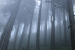 Pine forest under fog