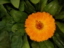 Flower,close up, macro,macro photography, nature,plant,wild flower,