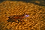 Indian Skipper Frog