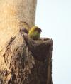 Playing hide and seek - Ringed Parakeet 