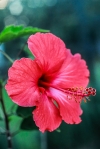 Red Flower