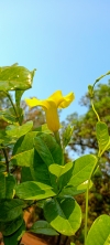 Yellow Bush Allamanda flowers 