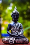 Budha