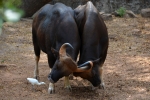 Bison