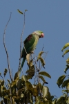 Wild Parrot on the Top 🦜🦜🦜