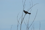 Bird, trees, tree, bird sitting on tree, nature, 