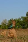 Indian roller 4