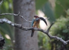 The Killer - Stork billed kingfisher with a Big catch