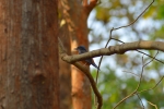 Blue capped rock thrash 