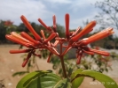 Red flower