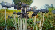 mashroom black in colour