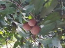 CHIKOO TREE WITH FRUIT