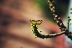 Common lascar butterfly 