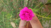 beautifull flower