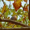 spotted dove 