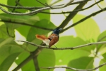 Asian Paradise flycatcher