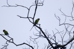 Palm Headed parakeet