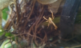 spider in dark area
