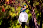 bird  on rest