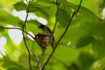 Asian Paradise flycatcher