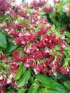 Flower bunch