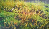 Images for beauty of Grasses
