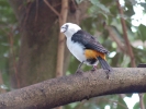 White headed buffalo weaver