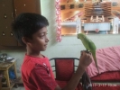 GREEN PARROT