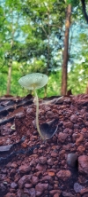 fragile dapperling mushroom 