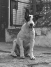 black and white puppy