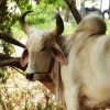 Bull