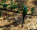 Parrot