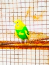 Love birds
