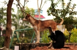 street dogs on alert mode
