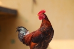Time to wish a Good morning to all - Indian residential cock