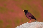 Himalayan bulbul2