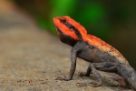 Wild lezard