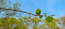 Cleistanthus collinus (Garari)