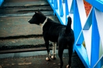 Black Dog