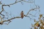 serpent eagle 