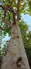 arjuna tree 