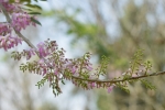 Flower,close up, macro,macro photography, nature,plant,wild flower,
