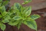 Green Plants