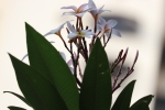 chafa flower