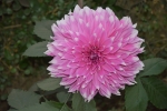 Dahlia - THE MOST BEAUTIFUL WINTER FLOWER