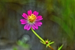 Wild cosmos flowers 2