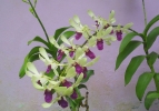 orchid flower