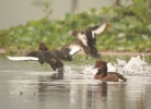 Flying of Ferruginous Pochard