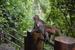 monkey