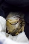 Kitten